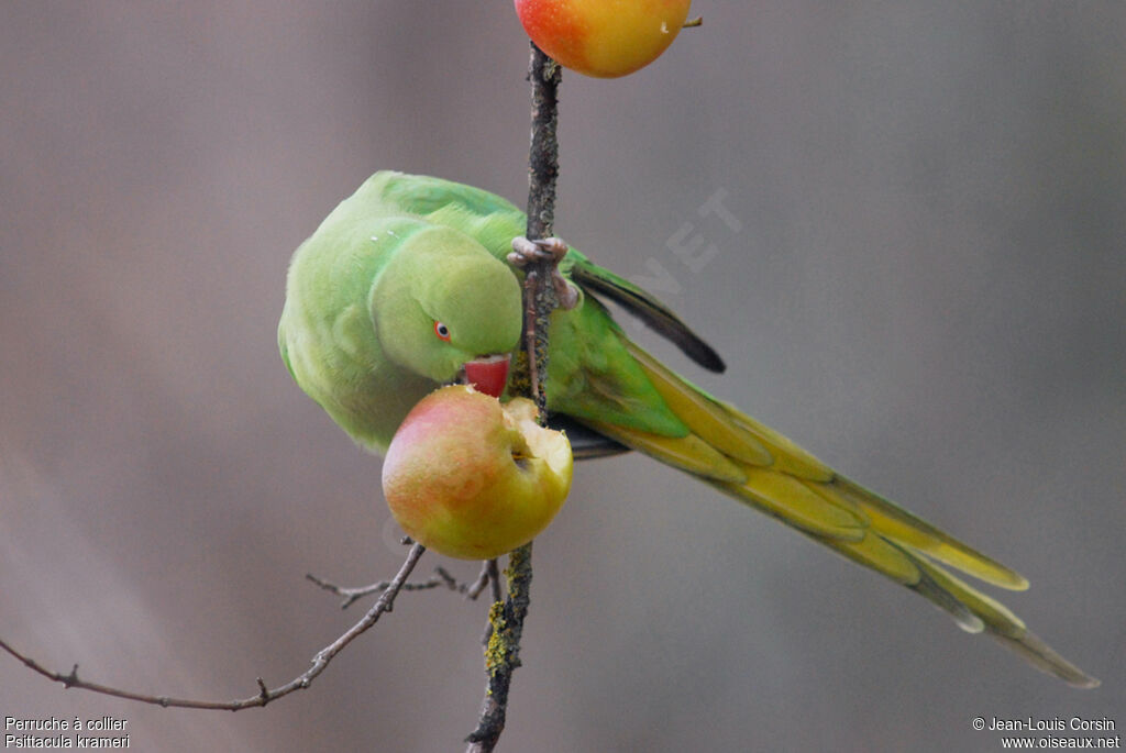 Rose-ringed Parakeet