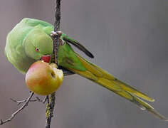 Rose-ringed Parakeet