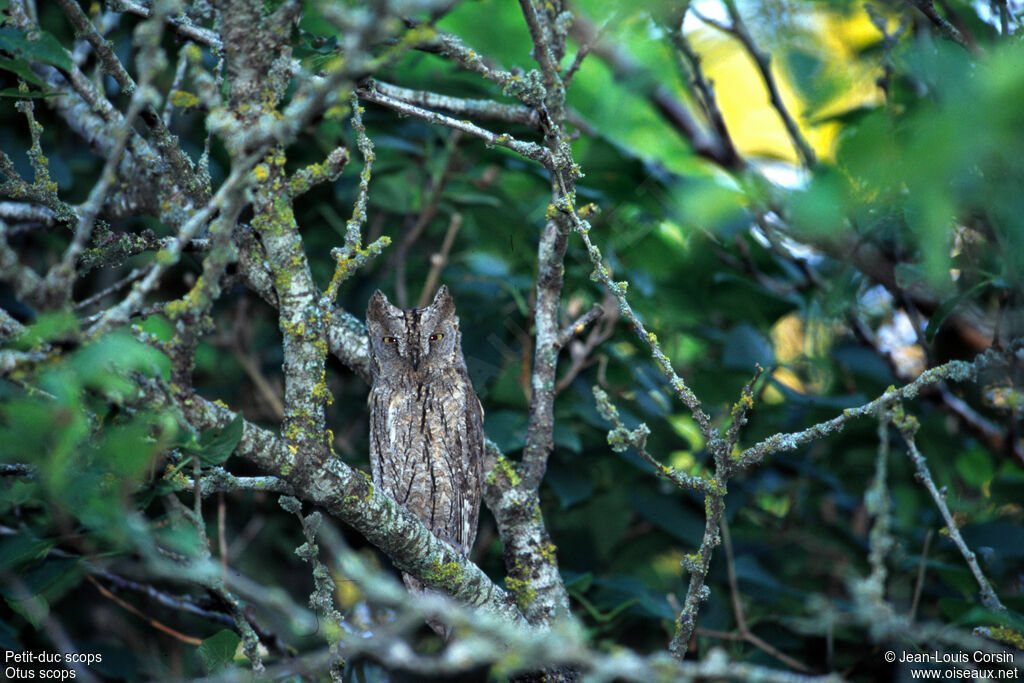 Petit-duc scops