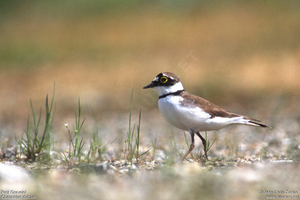 Little Ringed Plover