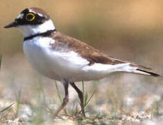 Little Ringed Plover