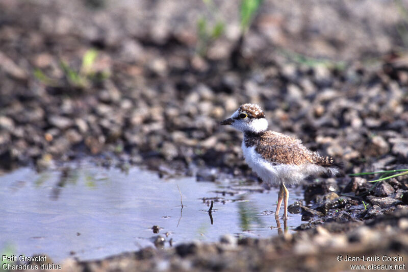 Little Ringed Ploverjuvenile