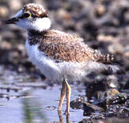 Little Ringed Plover