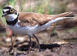 Little Ringed Plover