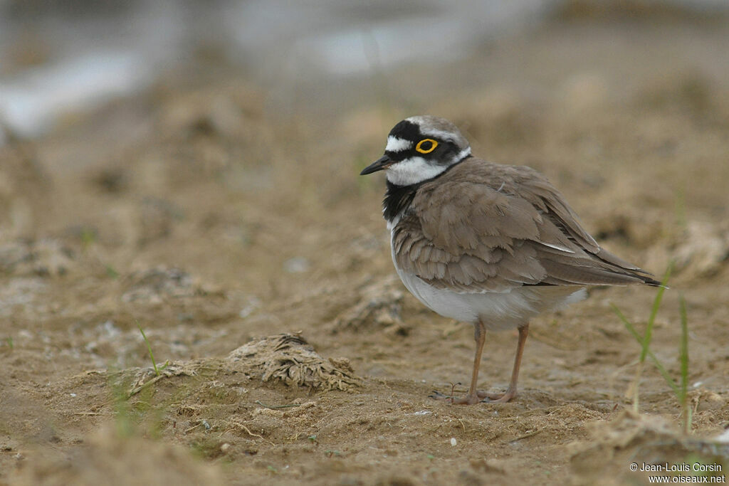 Little Ringed Plover