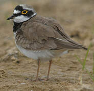 Little Ringed Plover