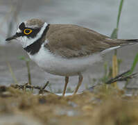 Little Ringed Plover