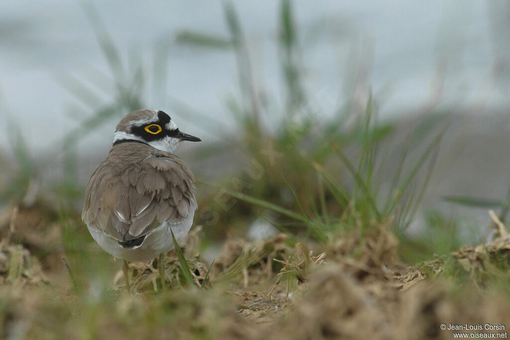 Little Ringed Plover