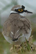 Little Ringed Plover