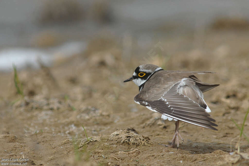 Little Ringed Plover male adult, aspect, pigmentation, Behaviour