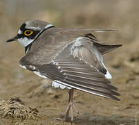 Little Ringed Plover