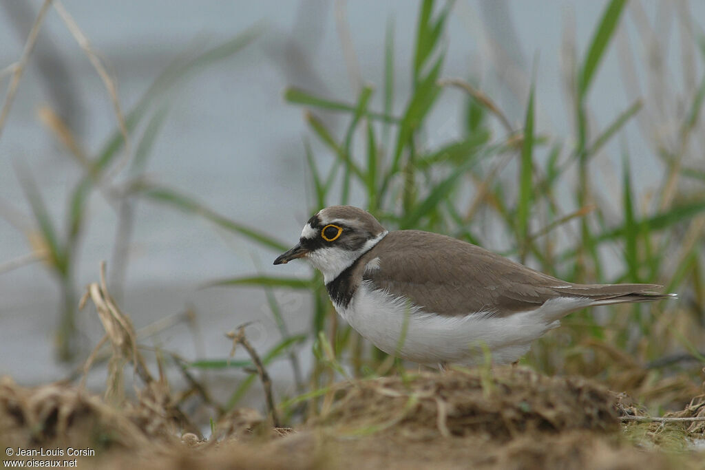 Little Ringed Plover female