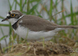 Little Ringed Plover