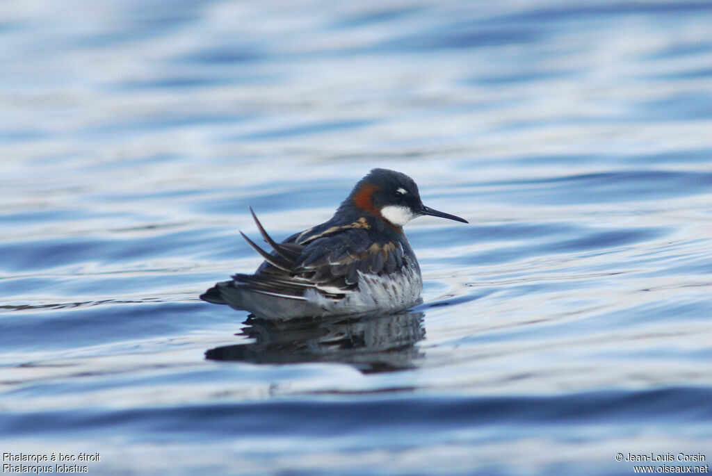 Red-necked Phalarope