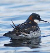 Red-necked Phalarope