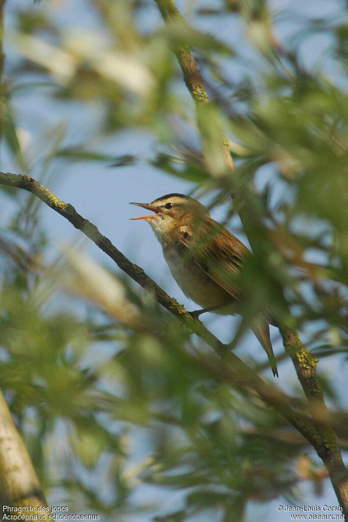 Sedge Warbler