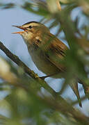 Sedge Warbler