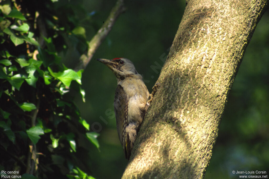 Grey-headed Woodpecker