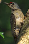 Grey-headed Woodpecker