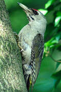 Grey-headed Woodpecker