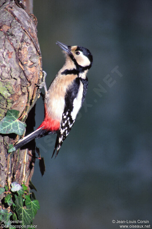 Great Spotted Woodpecker female adult