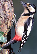 Great Spotted Woodpecker