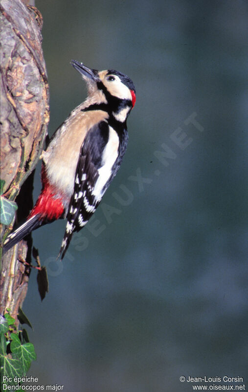 Great Spotted Woodpecker male adult