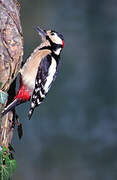 Great Spotted Woodpecker