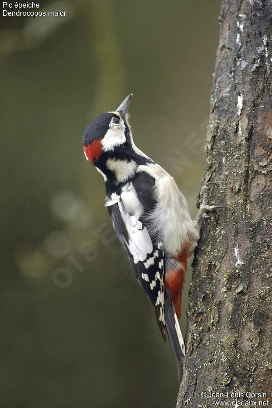 Great Spotted Woodpecker male adult post breeding