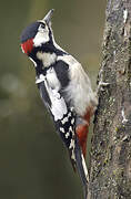 Great Spotted Woodpecker