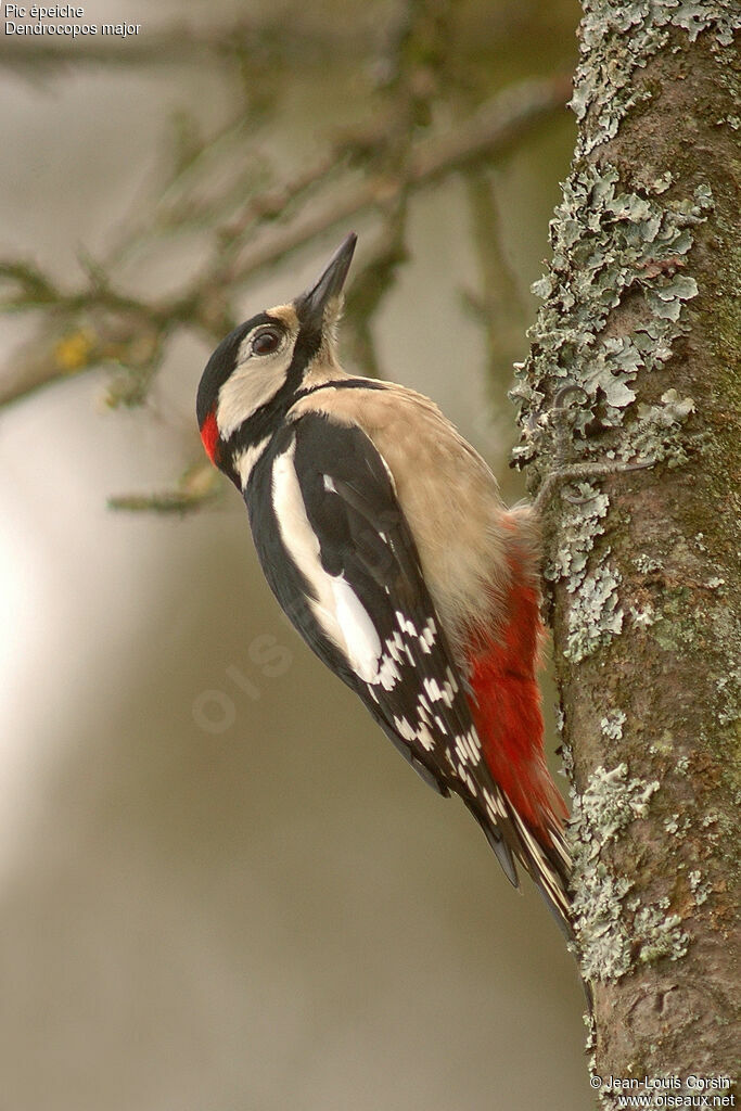 Great Spotted Woodpecker