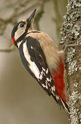 Great Spotted Woodpecker