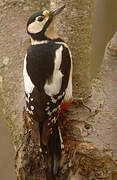 Great Spotted Woodpecker