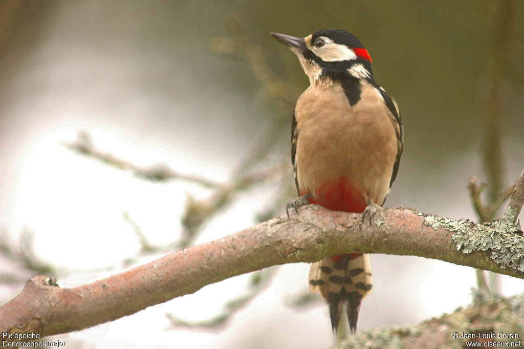 Great Spotted Woodpecker