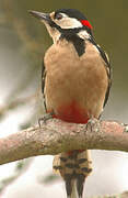 Great Spotted Woodpecker