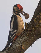 Great Spotted Woodpecker