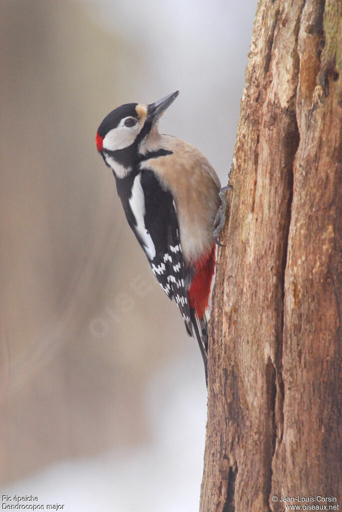 Great Spotted Woodpecker