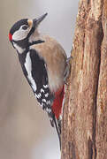 Great Spotted Woodpecker