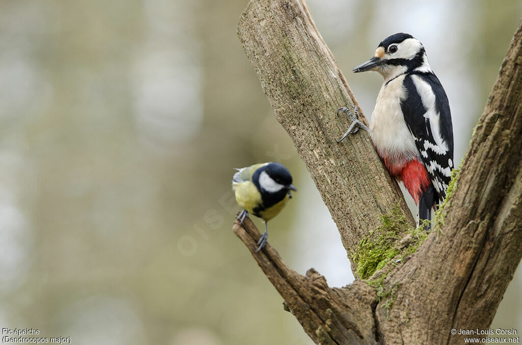 Great Spotted Woodpecker