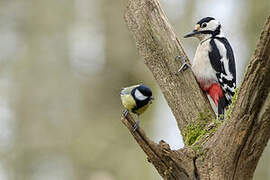 Great Spotted Woodpecker