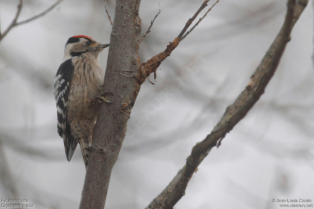 Lesser Spotted Woodpecker