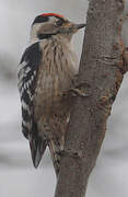 Lesser Spotted Woodpecker