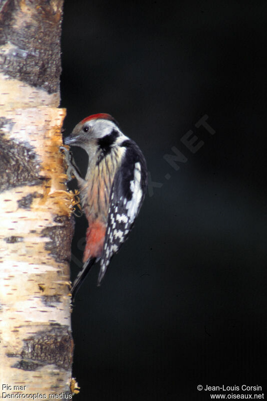 Middle Spotted Woodpecker