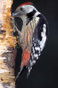 Middle Spotted Woodpecker