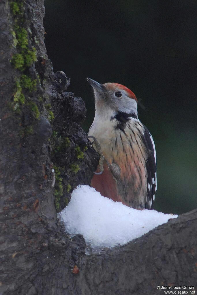 Middle Spotted Woodpecker