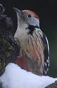 Middle Spotted Woodpecker