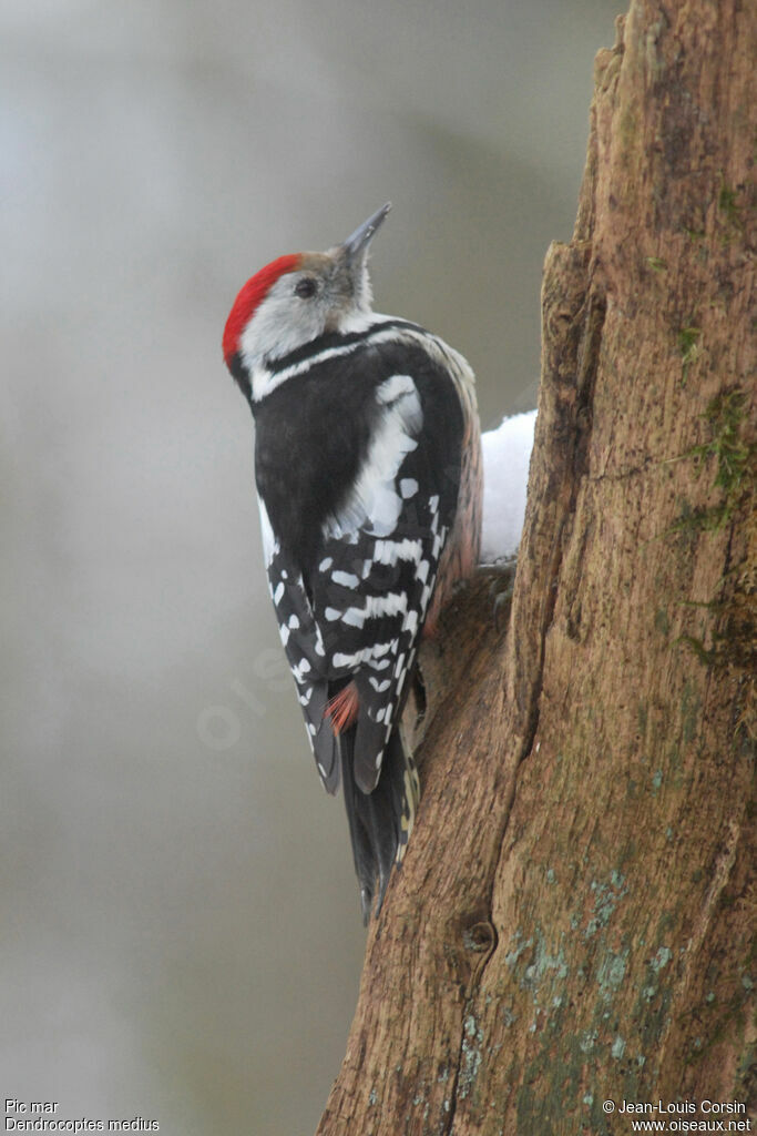 Middle Spotted Woodpecker