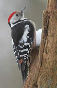 Middle Spotted Woodpecker