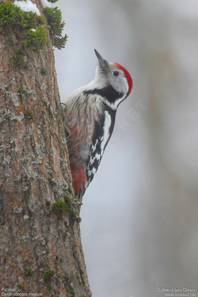 Middle Spotted Woodpecker