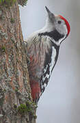 Middle Spotted Woodpecker